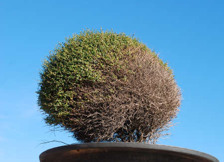 A green bush in a stone pot on a streetの写真素材