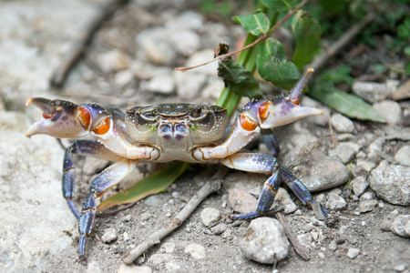 A smart crab on the edge of a river in position of attack or defence, with open claws.の写真素材