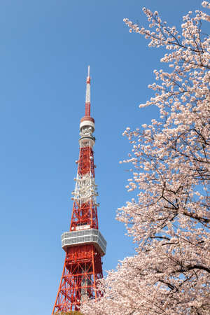 Tokyo Tower with cherry blossomsのeditorial素材
