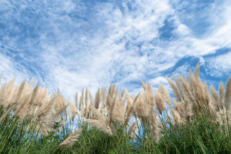 Pampas grass and a blue skyの写真素材