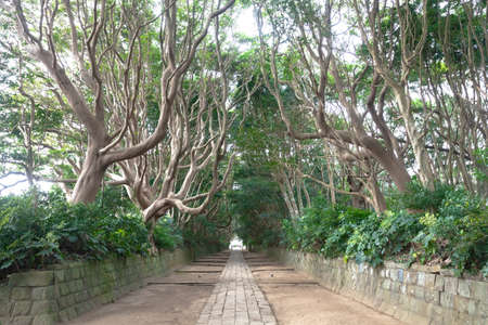 Tree flora of the alcohol column ISO tamasaki shrineのeditorial素材