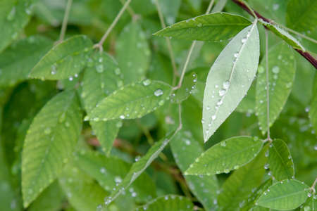 Image of the rainy season in June