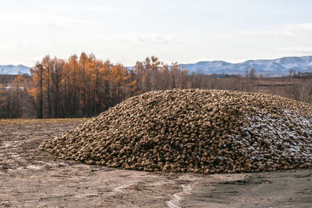 A post-harvest beat in the autumn of Biei