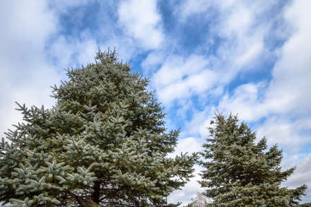 Fir treesの写真素材