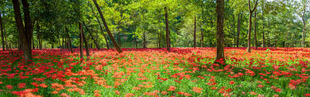 Autumn's Kasuida In full bloomの写真素材