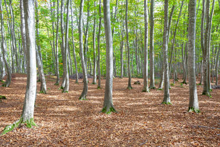 Beautiful forestの写真素材
