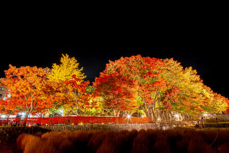 Fuji Kawaguchiko Autumn Leaves Festival Momiji Corridor Light Upの写真素材