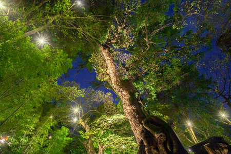 Tree at Atami Kinomiya Shrine Night Viewのeditorial素材