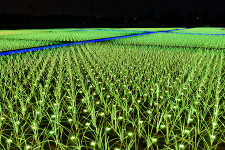 Oi Racecourse Illuminationのeditorial素材