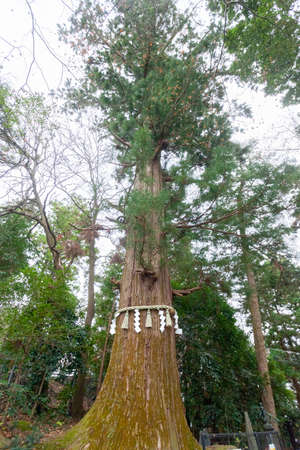 Mt. Takao Mikamigi Octopus Cedar