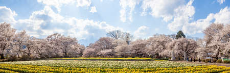 Soiji Cherry Blossoms and Daffodil Flower Garden
