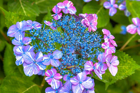 Hydrangea in full bloom Hydrangea House in Mobara City, Chiba Prefecture
