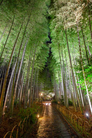 Shuzenji Bamboo Forest Small Diameter Light Upのeditorial素材
