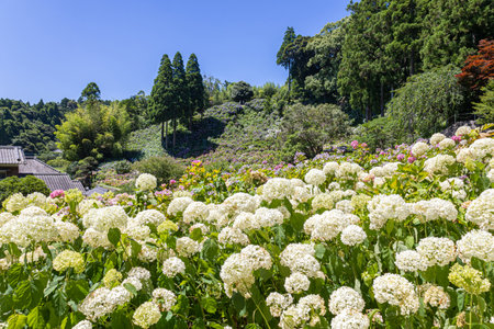 Mobara City, Chiba Hydrangea Houseの写真素材