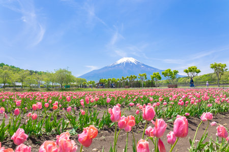 Tulips and Mt. Fujiãの写真素材
