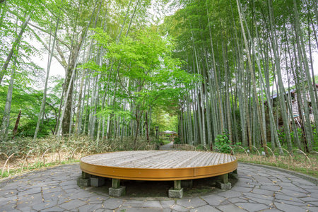 Shuzenji Fresh green bamboo forest pathの写真素材