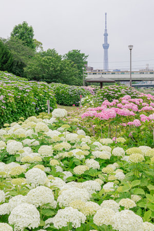 Edogawa Ward Hydrangea and Tokyo Sky Tree seen from the former Nakagawa Riverの写真素材