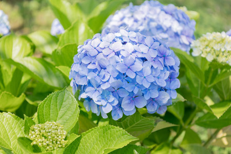 Hydrangea in bloom