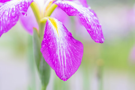 Flower irises close-up
