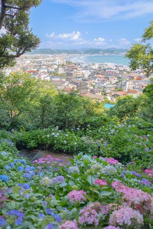Kamakura City Hasedera Temple and hydrangeas in full bloomの写真素材