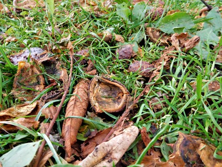 The chestnuts in grass with leaves are beautiful example of autumn