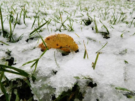 The garden grass under the first white snowの写真素材