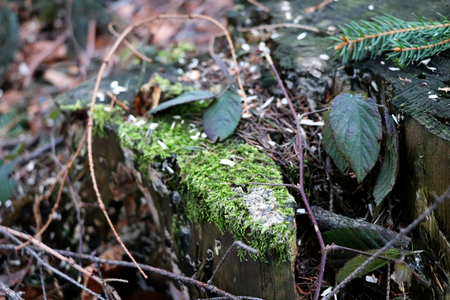 The stump covered with moss, leaves, sawdust and needlesの写真素材