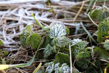 The Hoarfrost on the green leafs and stems of grassの写真素材