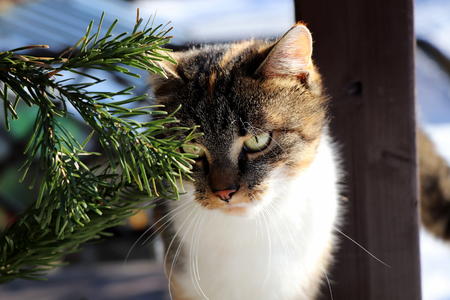 Standing cat on windowsill looking through spruce outdoor and waitingの写真素材