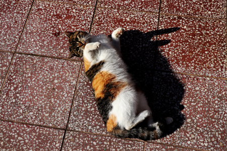 A cat show off us how lazy she is and how fat she is.の写真素材