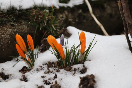 A tuft of orange crocus growing in frost land. Because spring is hereの写真素材