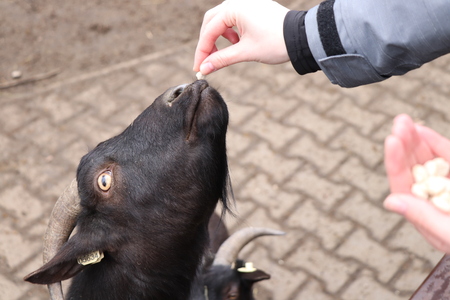 A black goat eating from hand in some parkの写真素材