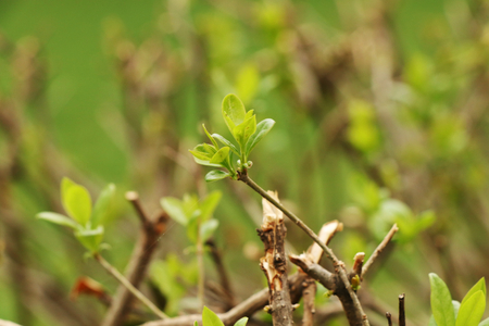A beautiful growing of small leaves on the tree. Spring is hereの写真素材