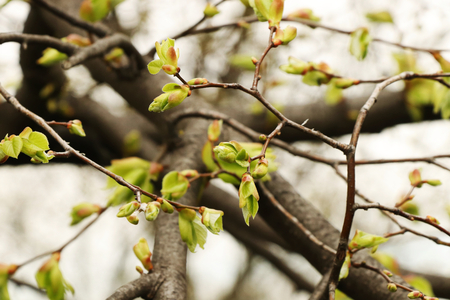 A beautiful first shooting in bloom in outdoor on trees and plantsの写真素材