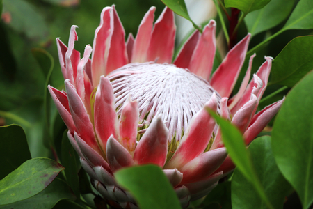 A beautiful red and white bloom of Protea in greenhouse in scotlandの写真素材