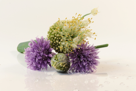 A pieces of flowers on the white background for beautiful decoration on your houseの写真素材