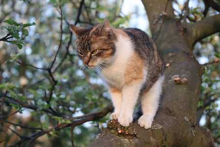 A small kitten on the branch looking on your enemy. In springtimeの写真素材