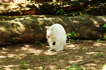 A white kangaroo in the park eating some good. Sunshine and so onの写真素材