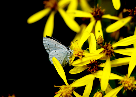 A small butterfly named Holly blue on yellow flower in Slovakia mountainsの写真素材