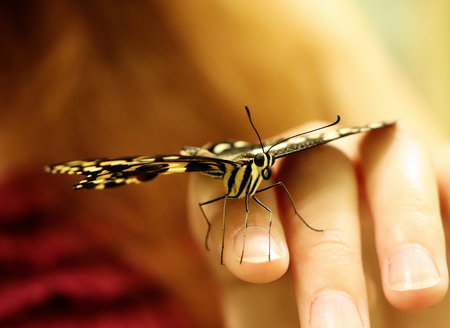 A beautiful Papilio machaon on hand in Slovakia grassland. Yellow and blackの写真素材