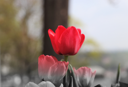 A part of picture is in colour. And rest is in black and white. A one tulip is in beautiful red colour. A good present for your mom or girlfriend. In the background view on Prague cityの写真素材