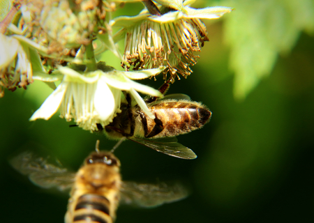 One european honey bee, apis mellifera, sitting and pollinated bloom of raspberry and other bee flying into bloom for earn some next pollen. Springtimeの写真素材