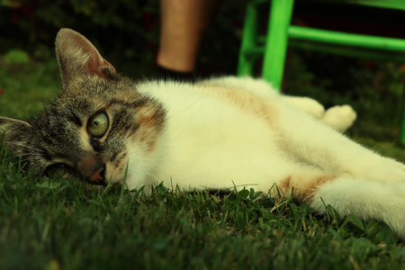 A domestic lazy cat relaxing on grass in hot days. A tabby cat as very sweet companionの写真素材