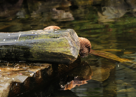 A beautiful asian small clawed otter looking on the water and creating very nice portrait in the...