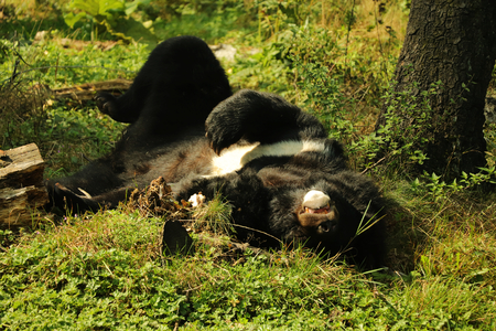 A beautiful Asian black bear sleeping in the grass on the back. He is totally crashed. He deserved long sleep after long year.の写真素材