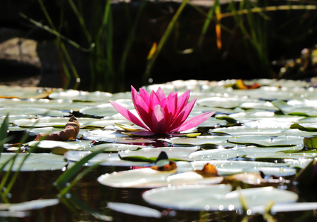 A beautiful flower on water surface. It is Nymphaea stellata. Pink petals. Beautiful decorationの写真素材