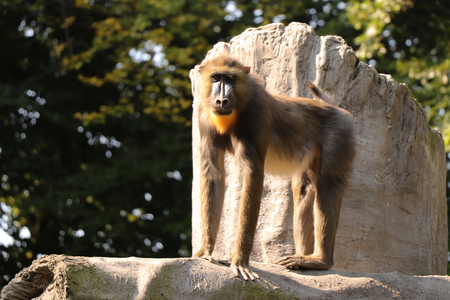 A Mandrillus sphinx standing on top of a rock and looking at camera. He is very noble monkey. Monkey has beautiful colourful face.の写真素材