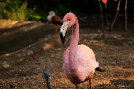 A pink male of American flamingo standing and looking at camera. He has pink feathers and waiting for some food.の写真素材