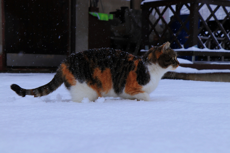 A multi colored domestic cat named Liza walking in snow on the garden and looking place where she will hiden before snow.の写真素材