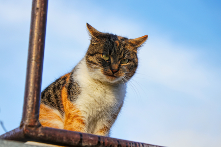 A colourful cat playing on killer with brutal view on me. A domestic cat sitting on the shelf in outdoor.の写真素材